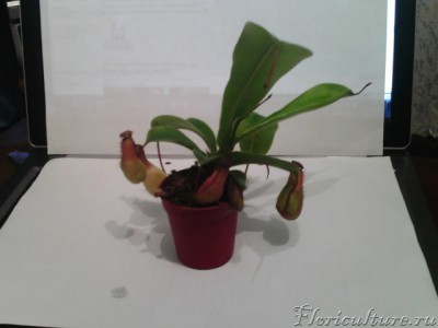 Непентес 1.jpg