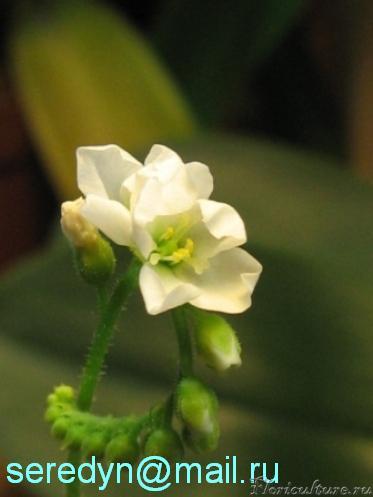 Dr. capensis var. alba.JPG