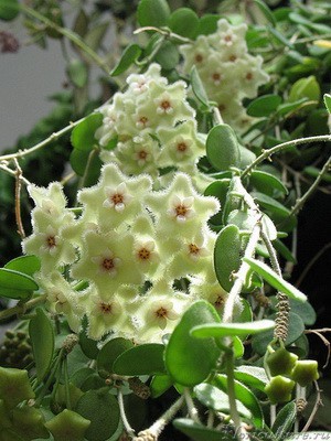 Hoya serpens.jpg