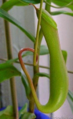 Этот кувшинчик  вырос уже дома и пока единственный, но прекратил свое развитие и уже 3-я неделя пошла как он как будь то уснул