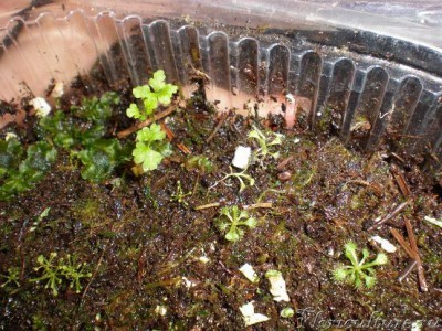 Здесь семена нескольких росянок, можно сказать смесь. Иеще похоже какой то мох пророс(зелень в левом верхнем углу).