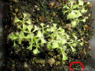 Бурманни быстро взошла и подросла. А в нижнем правом углу видна капенсис (красный кружок), что называется &amp;quot;почувствуйте разницу&amp;quot;. По сравнению с бурманни капенсис совсем кроха-как то она медленно растет.