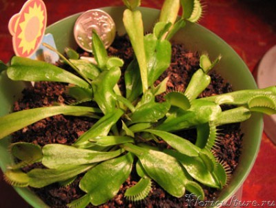 вот она теперь какая у меня выросла