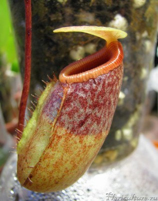 кувшин Nepenthes sibuyanensis.jpg