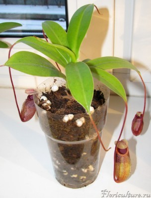 Nepenthes sibuyanensis.jpg