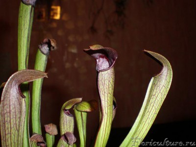 Вот она, подзамученная, но вполне жизнеспособная.