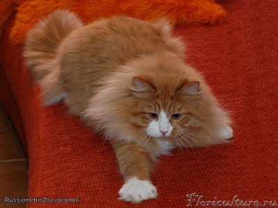 жаворонок 2.jpg