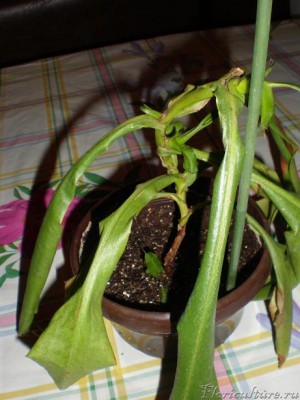 Вот он мой горемыка :Plachet: