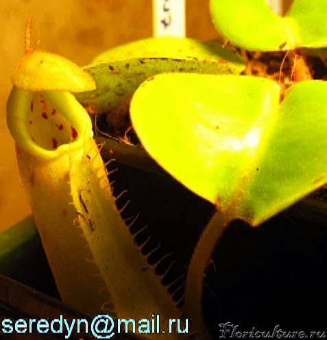 N. truncata ' Highland'_2.JPG