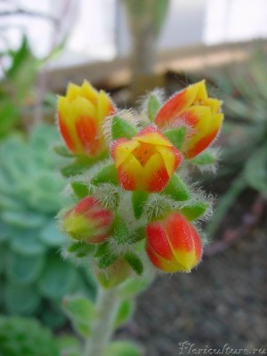 echeveria steosa 3.JPG