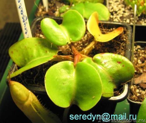 N. truncata 'Highland'_4.JPG