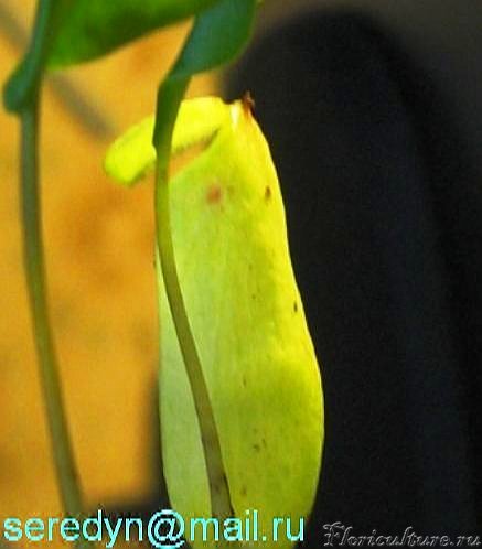 N. ventricosa x truncata_2.JPG