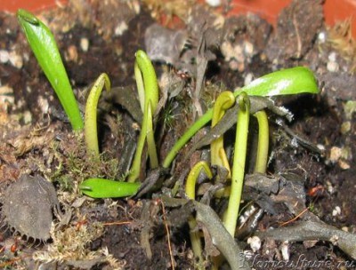 Можете закидать помидорами если что не так.