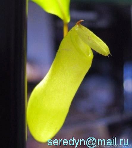 N. ventricosa x truncata_1.JPG