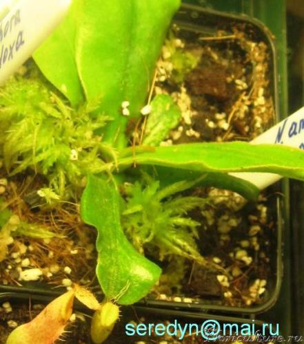 N. ampullaria (Brunei)_1.JPG