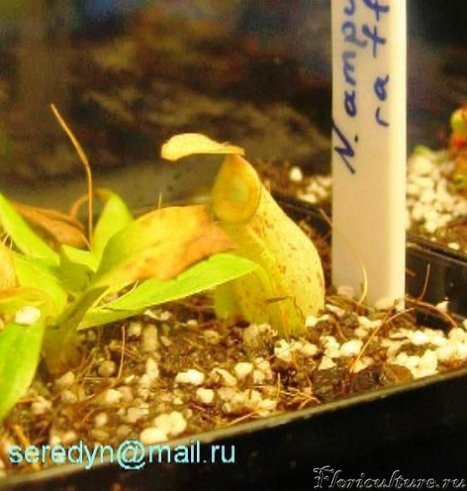 N. ampullaria x rafflesiana_1.JPG