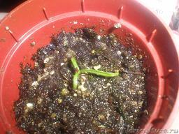 Эту не знаю из mixса