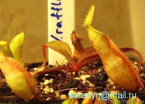 N. rafflesiana_2.JPG