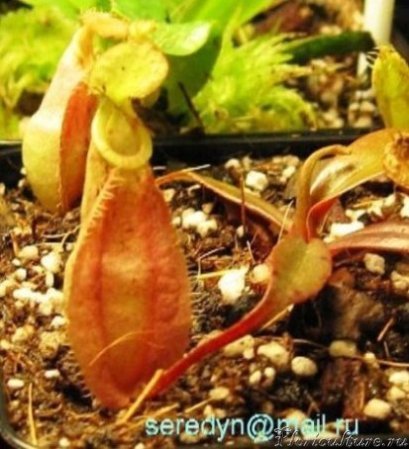 N. rafflesiana_1.JPG