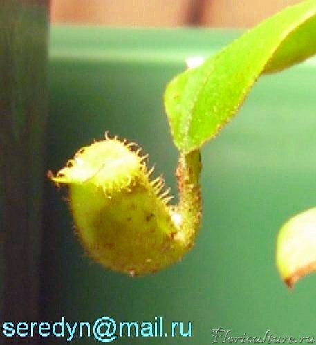 N. ampullaria (Brunei)_2.JPG