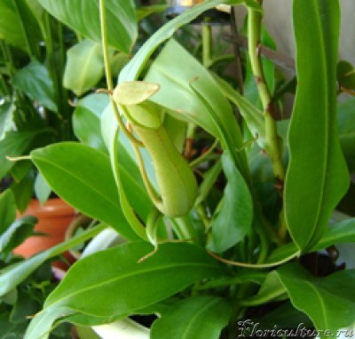 кувшин 10.03.2011 (2) 1.JPG