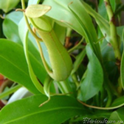 кувшин 10.03.2011.JPG