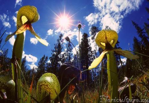 Darlingtonia californica_1.jpg