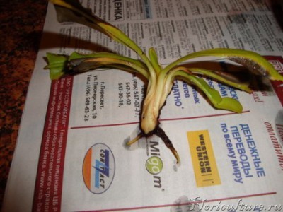 ПОТОМ Я ОТРЕЗАЛ ИМ КОРНИ))) ТАК НЕ ДЕЛАЕМ!!!