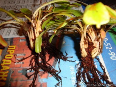 так выглядели луковицы уже без торфа