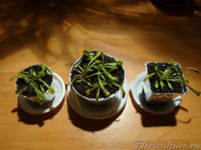 уже в новом торфе