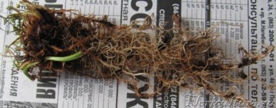 мои фото 1216-1.jpg