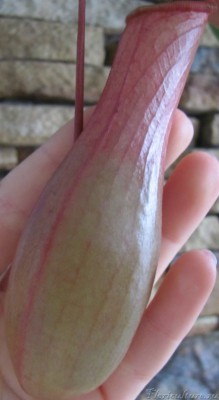 мои фото 1218-1.jpg