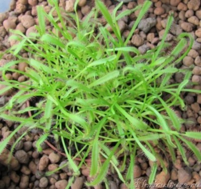 мои фото 1210-1.jpg