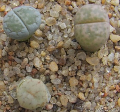 Самый дальний вроде конофитум