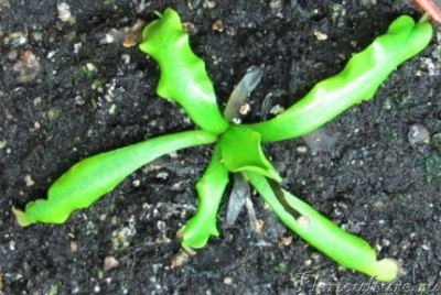 Жуткое зрелище!