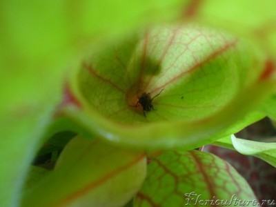 это она поймала муху