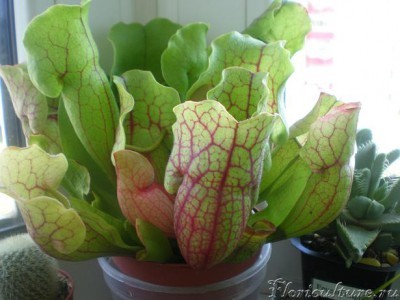 сейчас она такая.