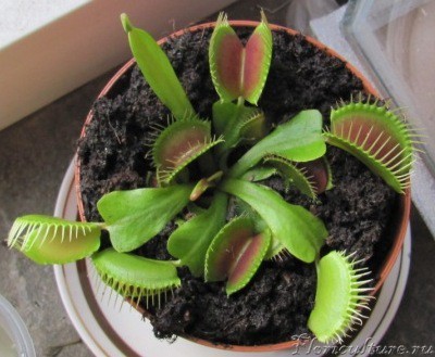 новая мухоловка-2.jpg