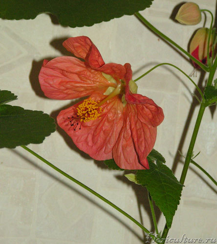 Абутилон. Личико.