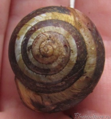 улитки-1.jpg