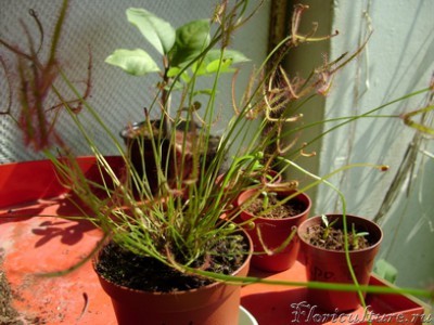 случайно нажала не на то фото. Вот эту росянку мне в магазине продали под названием саррацения, не приняв никакие мои возражения.