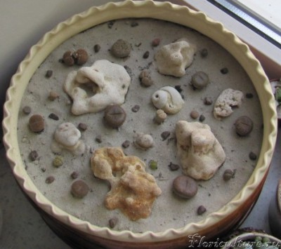 композиция из литопсов-3.jpg