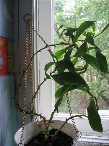 Nepenthesy figovo.jpg