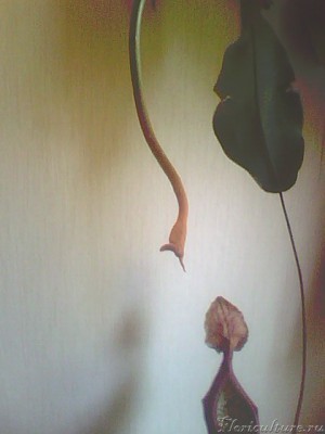 а это образовывающиеся завязи!Такие есть практически на каждом листе!