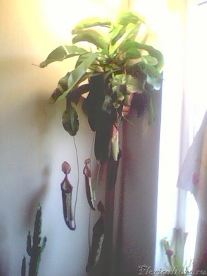 Общий вид Непентеса!