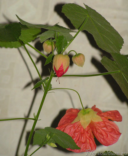 И с изнанки