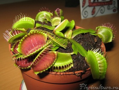 Первый день дома.