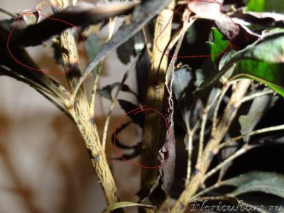 Листья просто засыхают, нечем не покрываясь, не гния.