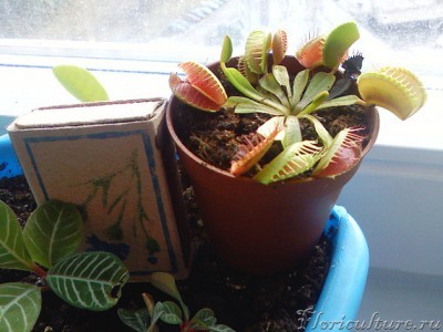 для сравнения с коробком)