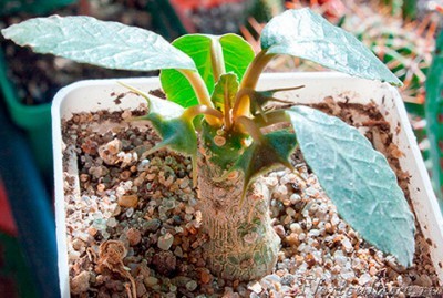 dorstenia000.jpg